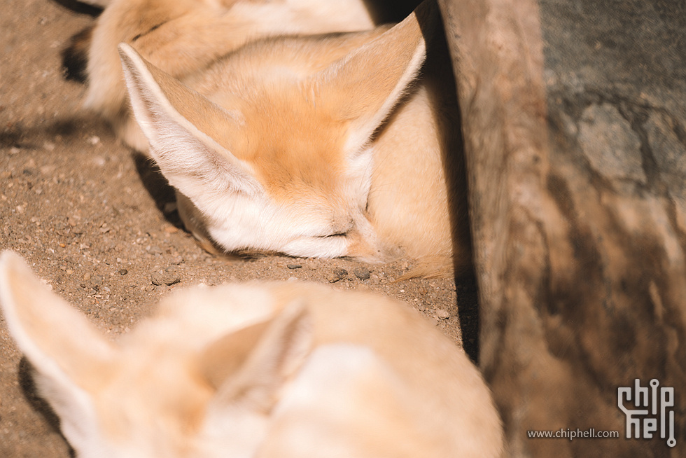 DSC07914-已增强-降噪_副本.jpg