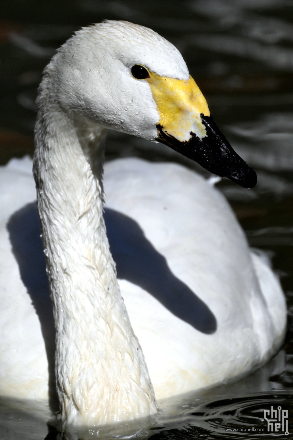 DSC_8353_副本_副本.jpg