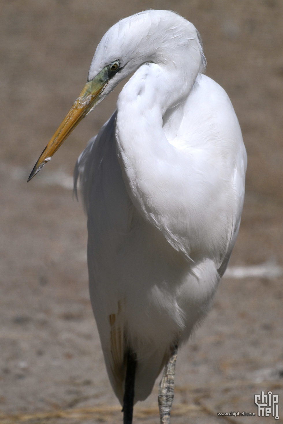 DSC_8362_副本_副本.jpg