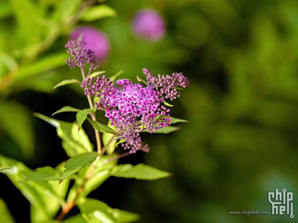 DSCF1152-编辑_PerfectlyClear.jpg
