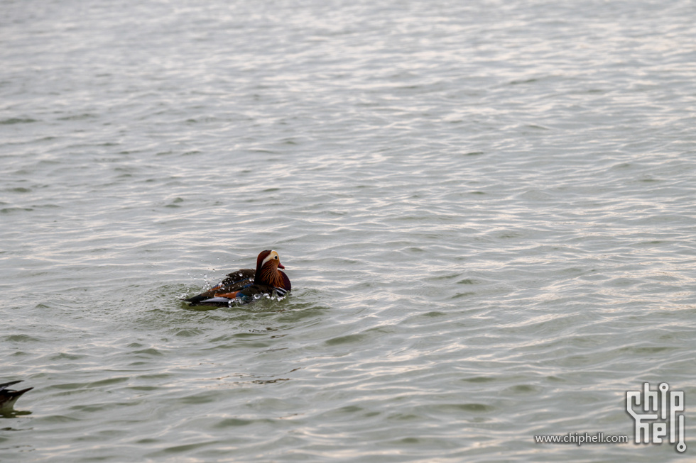 DSC_3061.jpg