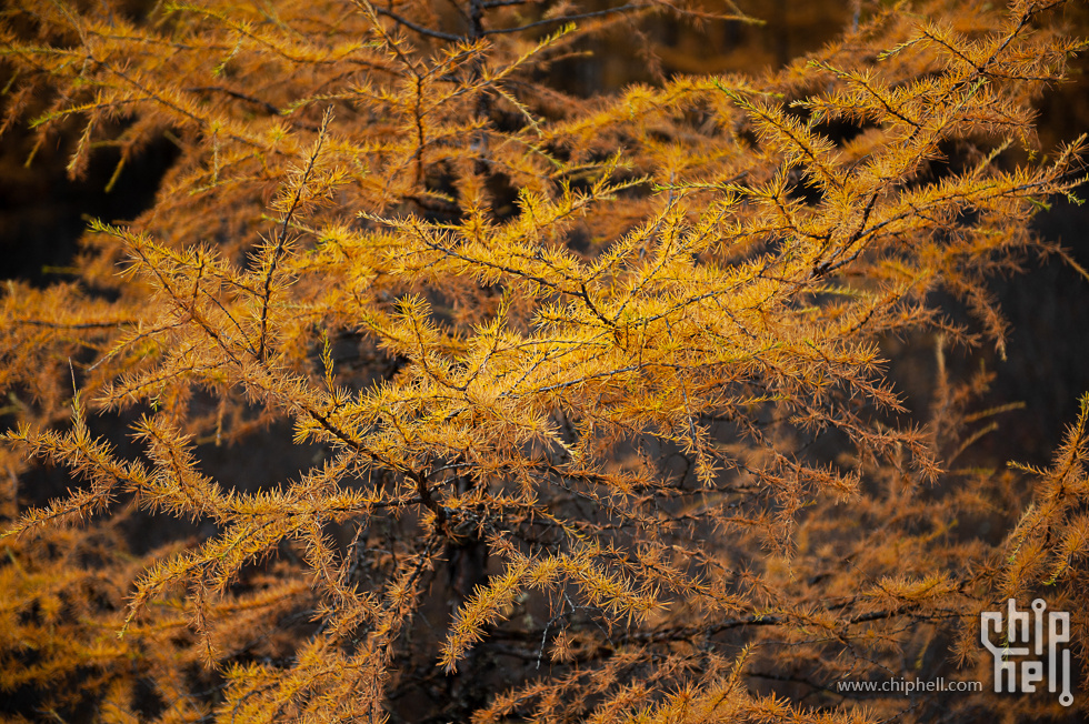 DSC_4017.jpg