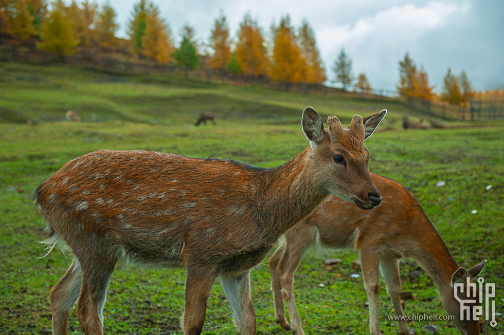 DSC_4060.jpg