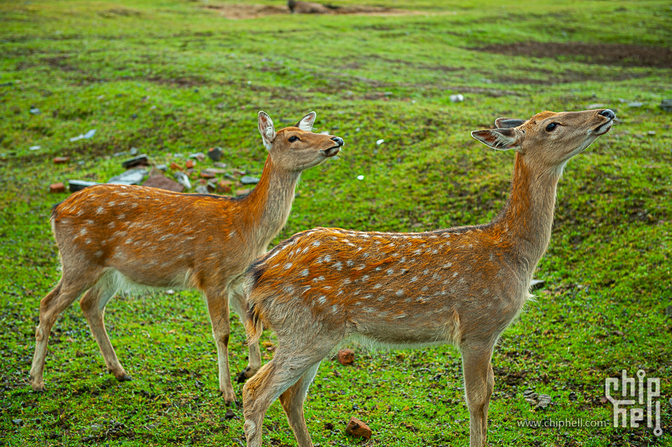 DSC_4058.jpg