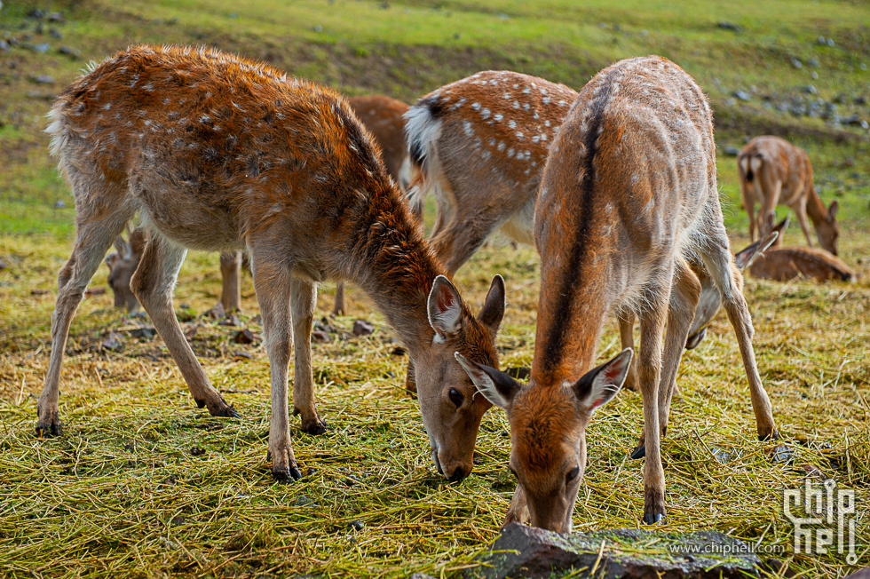 DSC_4075.jpg