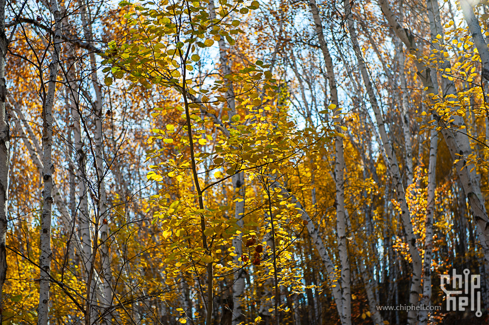DSC_4212.jpg