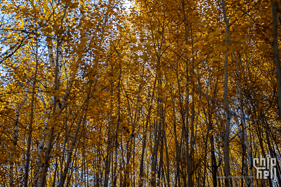 DSC_4217.jpg