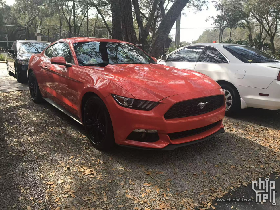 mustang1.jpg