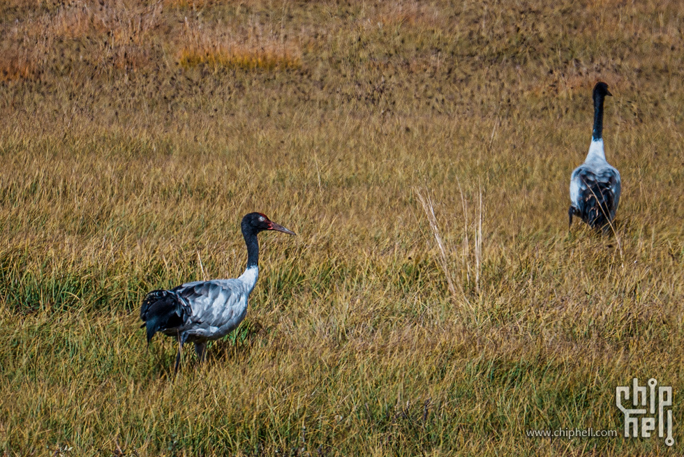 DSC04572.jpg