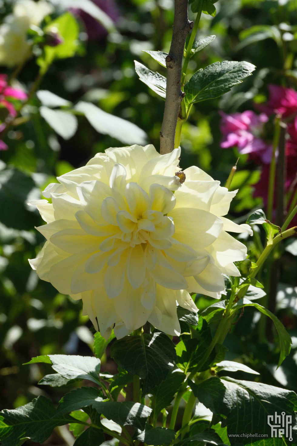 DSCF1248.jpg