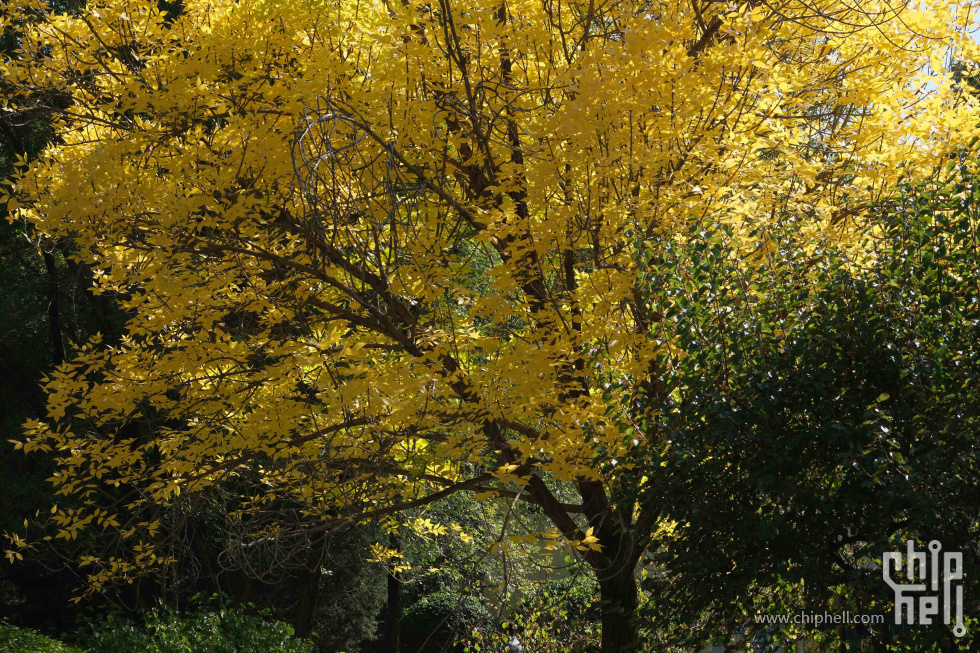 DSCF1278.jpg
