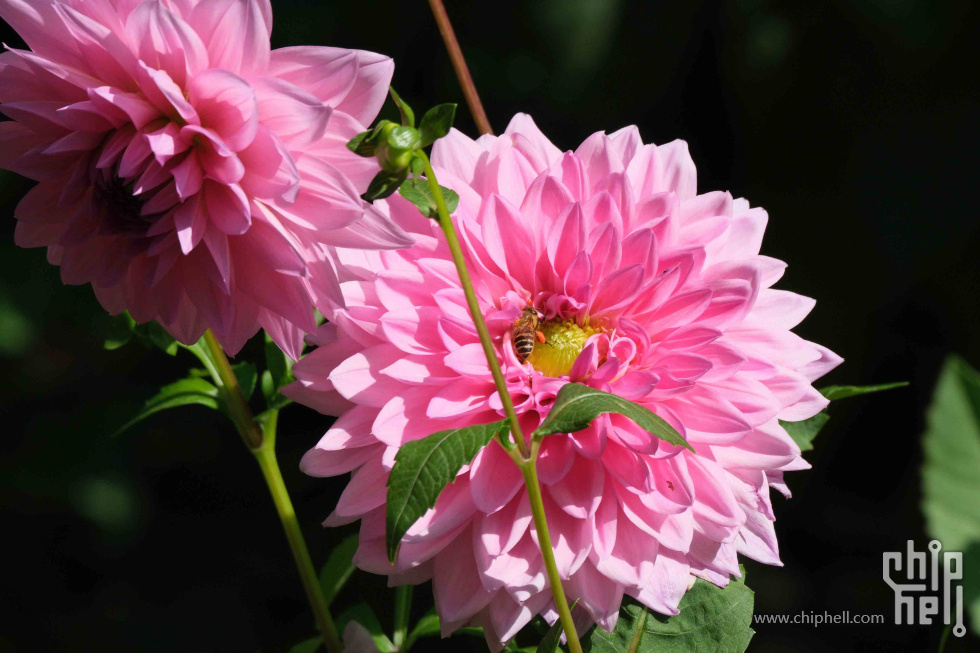 DSCF1251.jpg