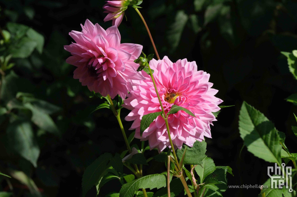 DSCF1250.jpg