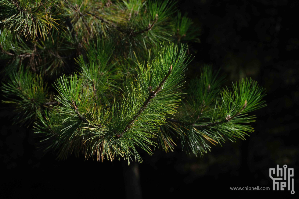 DSCF1293.jpg