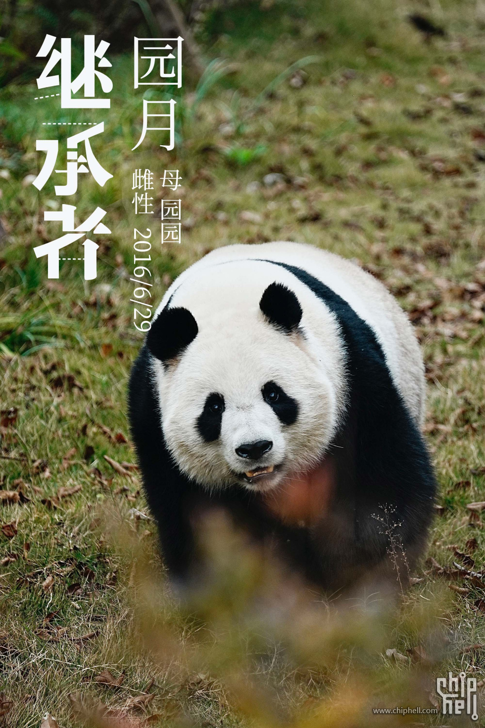 园月.jpg