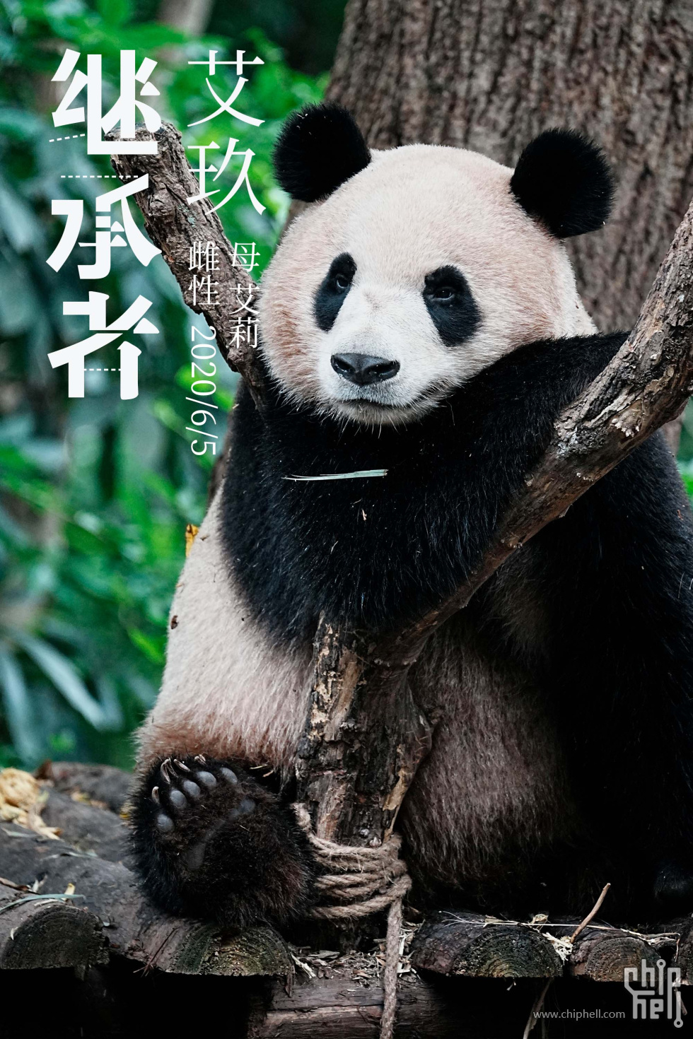 艾玖.jpg