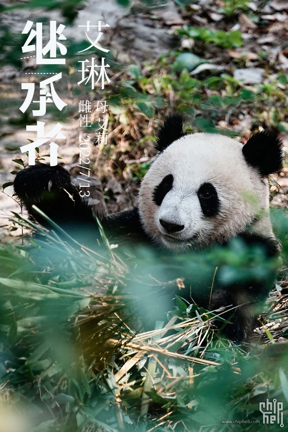 艾琳.jpg