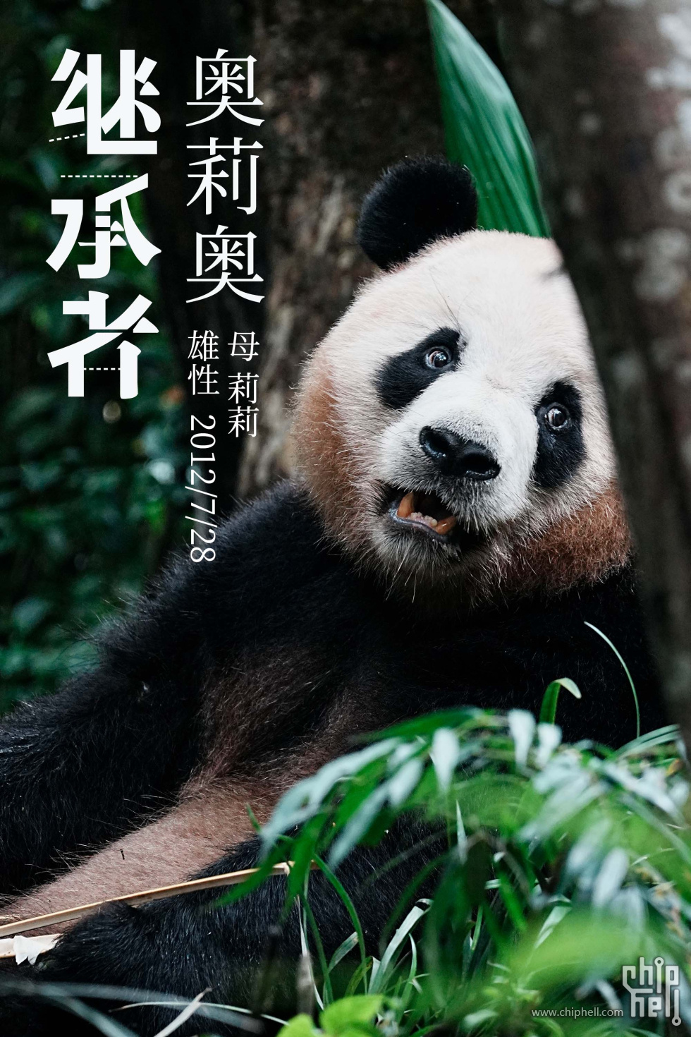 奥莉奥.jpg