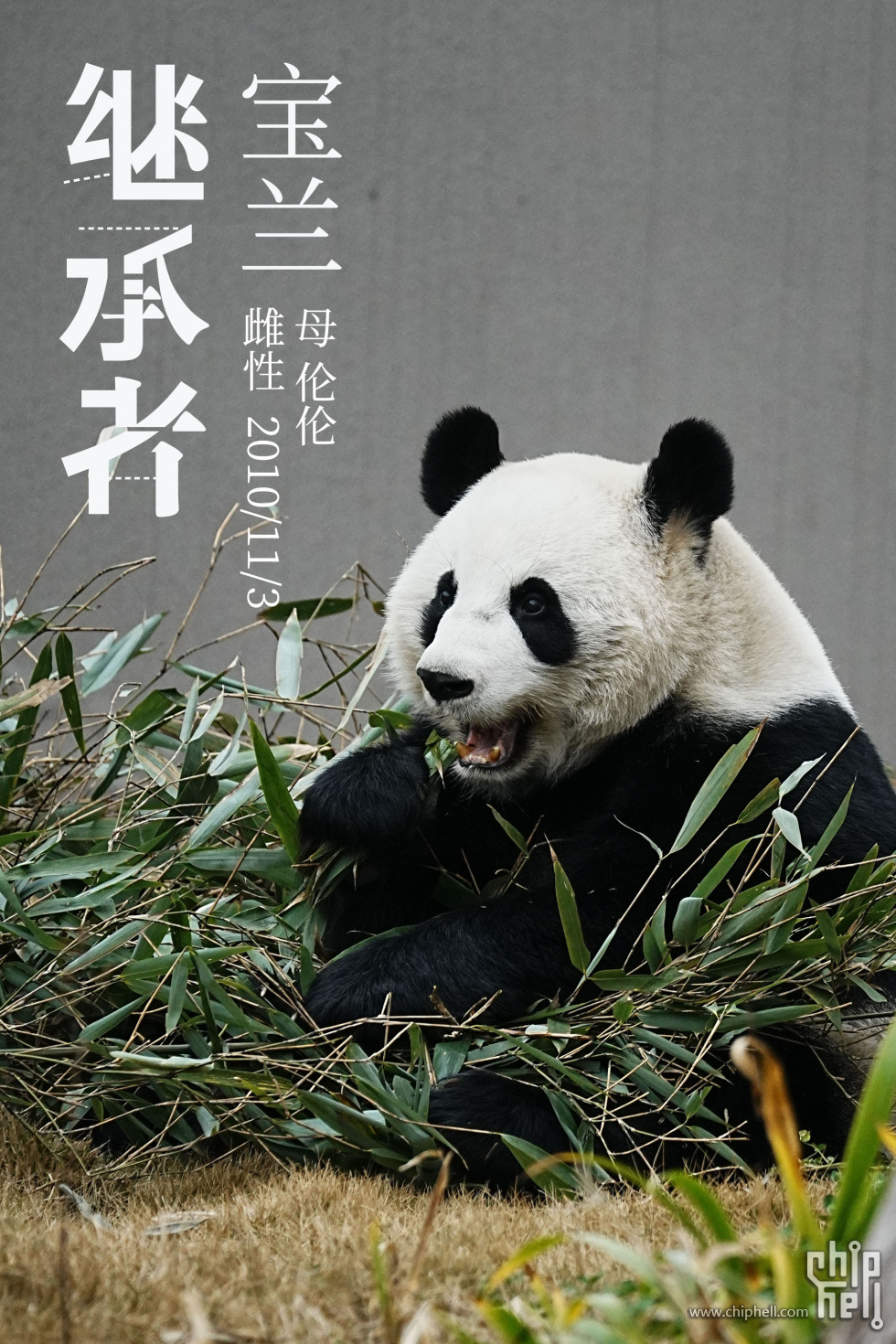 宝兰.jpg