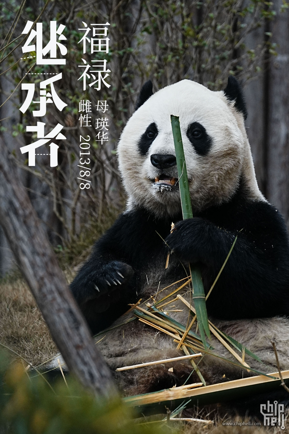 福禄.jpg
