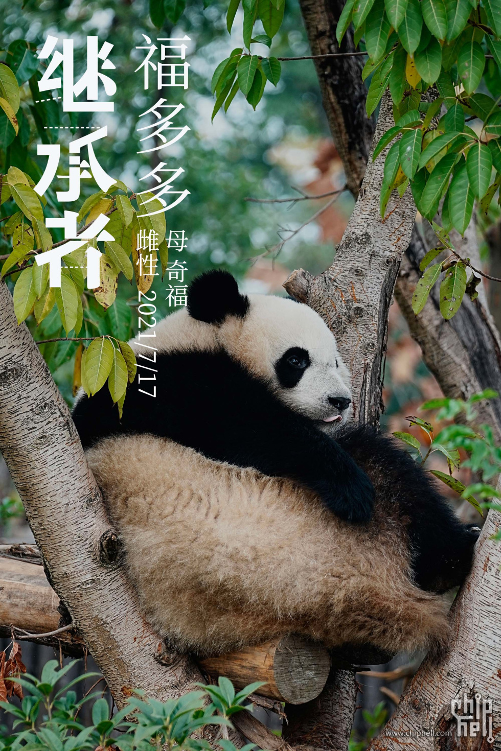 福多多.jpg