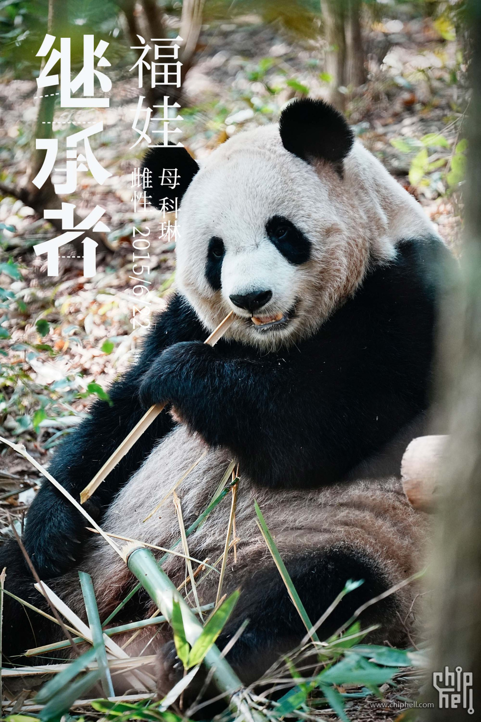 福娃.jpg