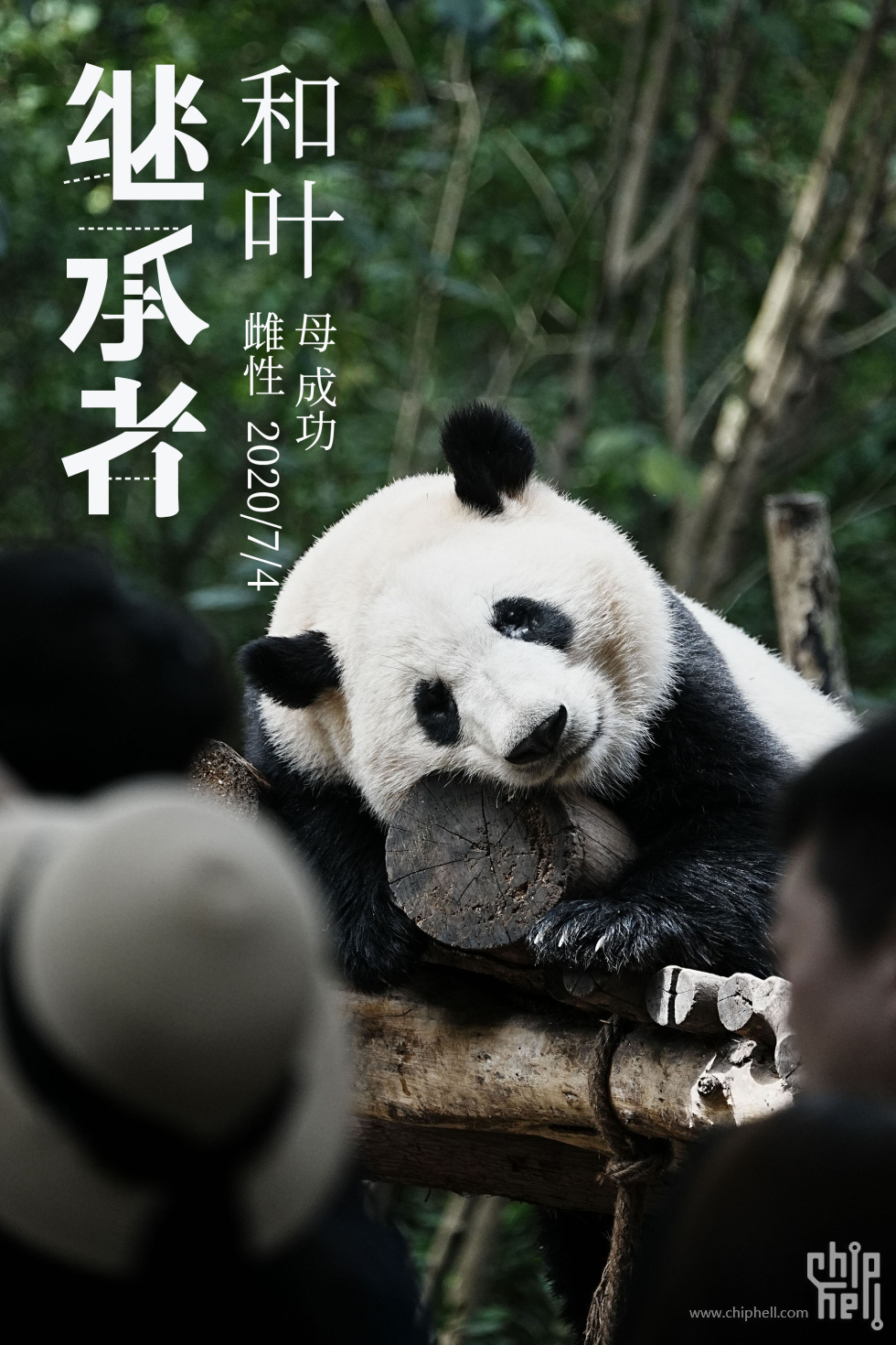 和叶.jpg
