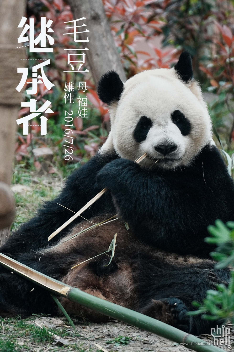毛豆.jpg