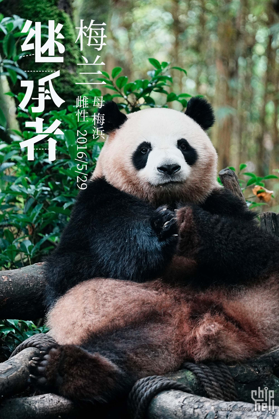 梅兰.jpg