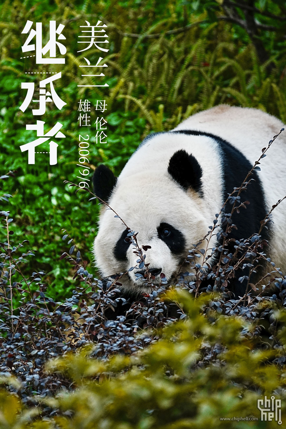 美兰.jpg