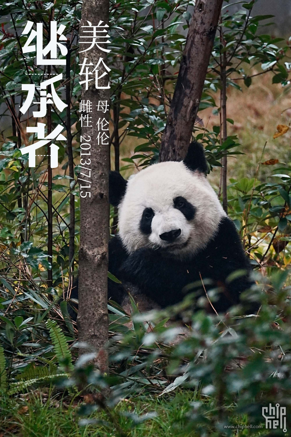 美轮.jpg