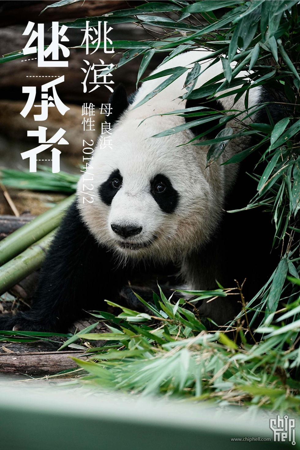 桃滨.jpg