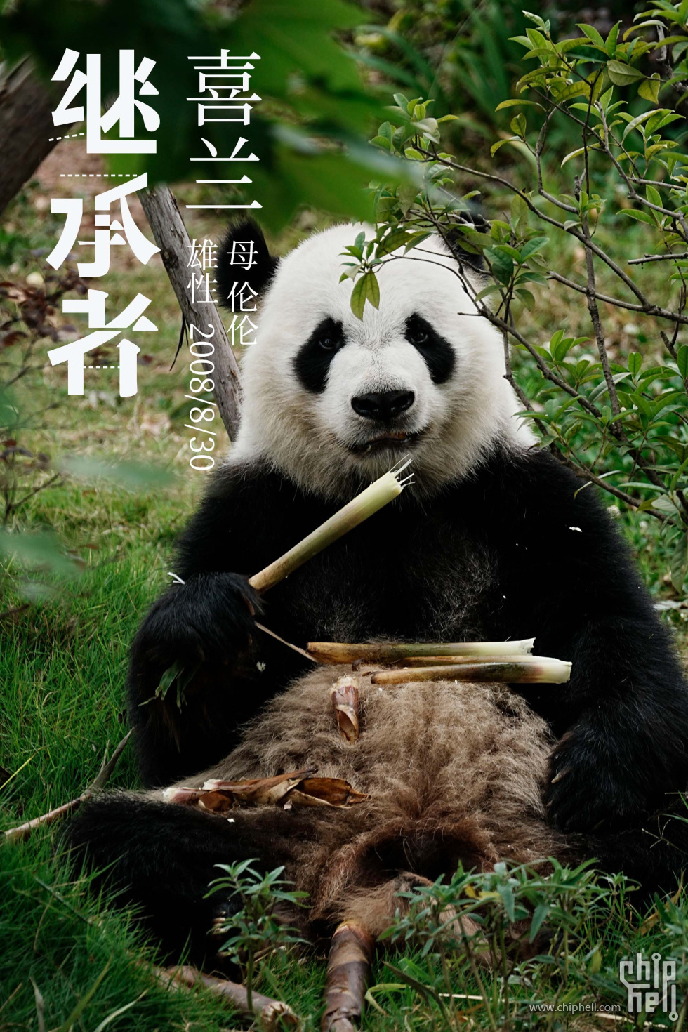 喜兰.jpg