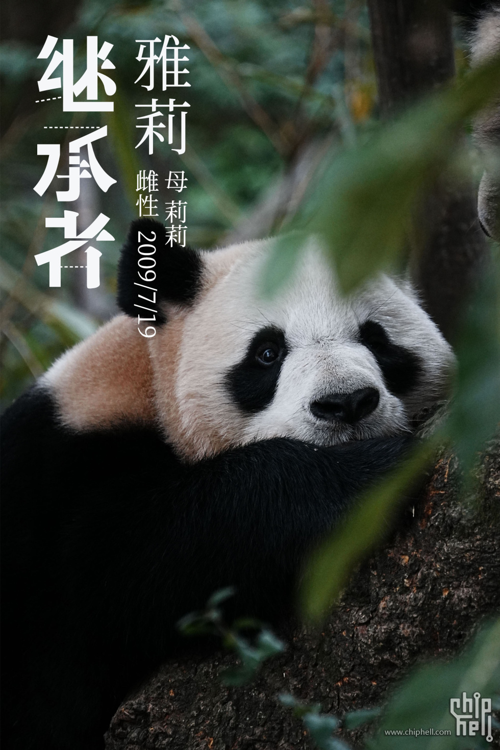 雅莉.jpg
