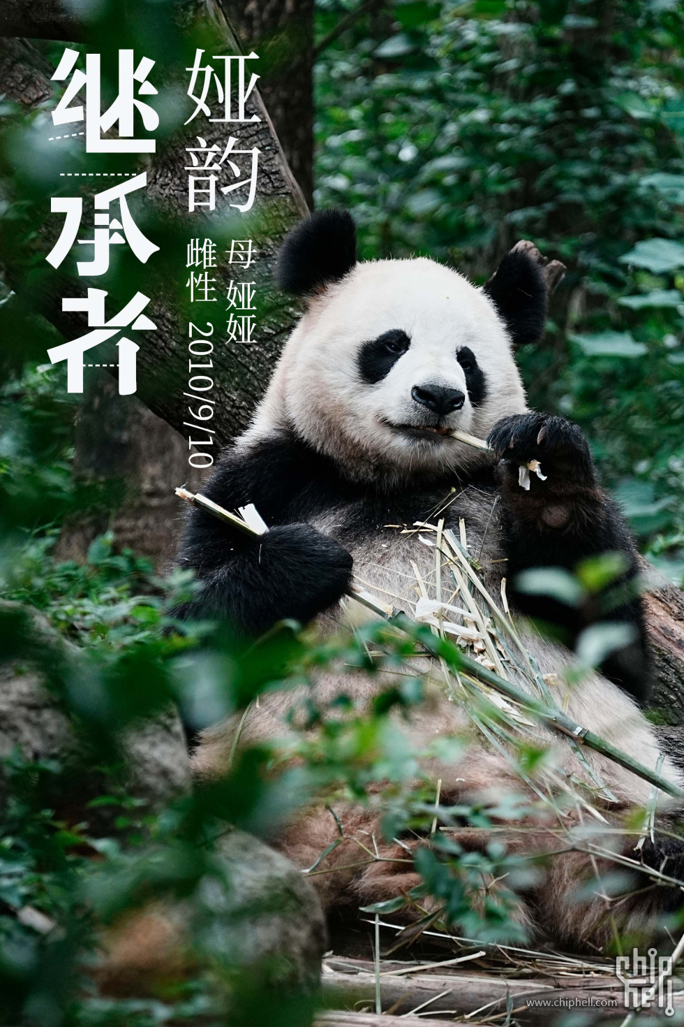 娅韵.jpg
