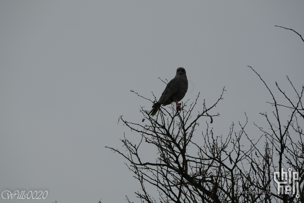 DSC00653.jpg