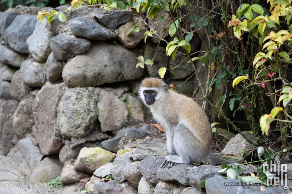 DSC07384.jpg