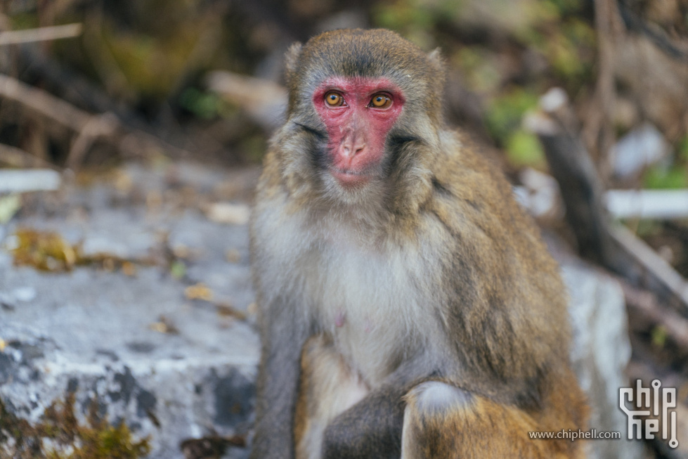 _DSC8795 (Custom).jpg