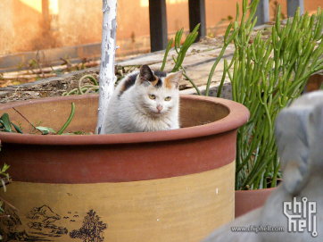 院子里的猫