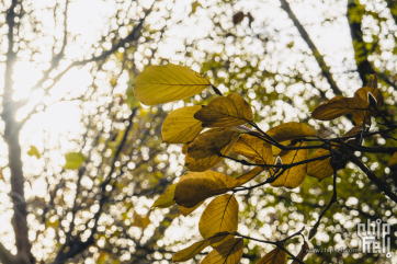 🍁 再不试试新相机，北平的秋天可就真走了 🍁