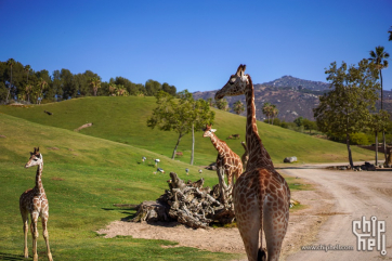 圣地亚哥Safari野生动物园，San Diego Zoo Safari Park