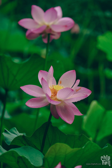 夏·雨·荷——为“荷”如此耐拍？