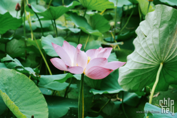 东北8月拍荷花，却是花期正盛时