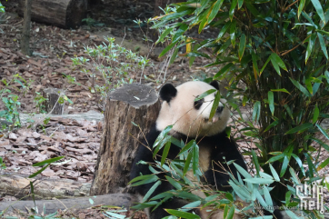 成都一人游熊猫基地、都江堰、三星堆和茶馆川剧的变脸