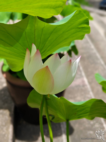 夏日荷花