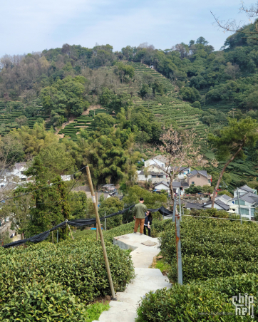 三月的龙井茶原产地