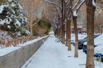 雪后花园随拍