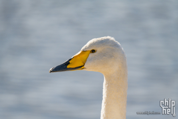 天鹅来了--尼康Z7II + SIGMA 60-600mm威海荣成天鹅湖实拍照片