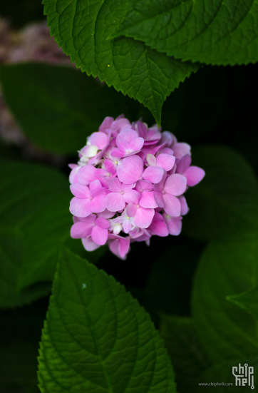 美在身边，院落里的花花草草