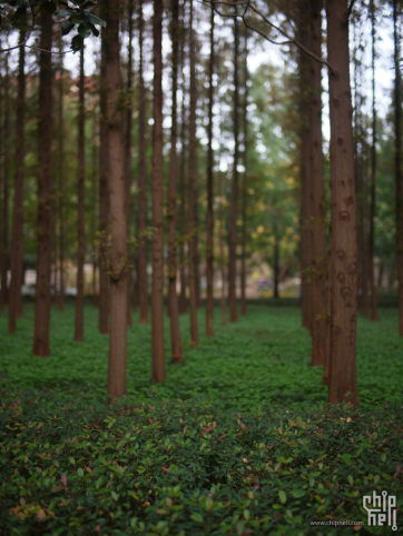 山科青岛校区的秋景